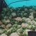 贵州菜花便宜卖了急