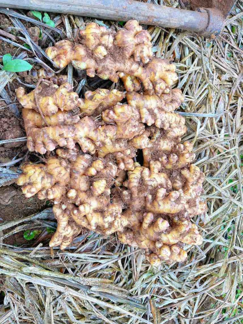 大量出售二黄姜，地里现挖，姜色泽金黄，码子漂亮，姜块适中市场