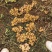大量出售二黄姜，地里现挖，姜色泽金黄，码子漂亮，姜块适中市场