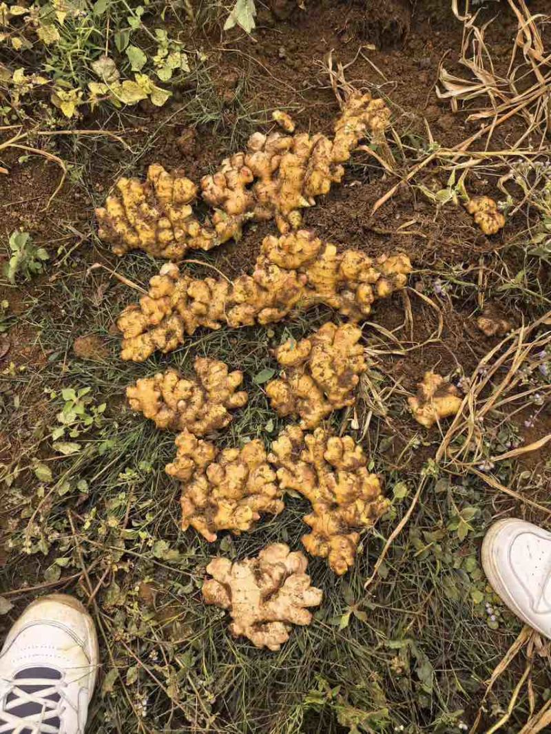 大量出售二黄姜，地里现挖，姜色泽金黄，码子漂亮，姜块适中市场