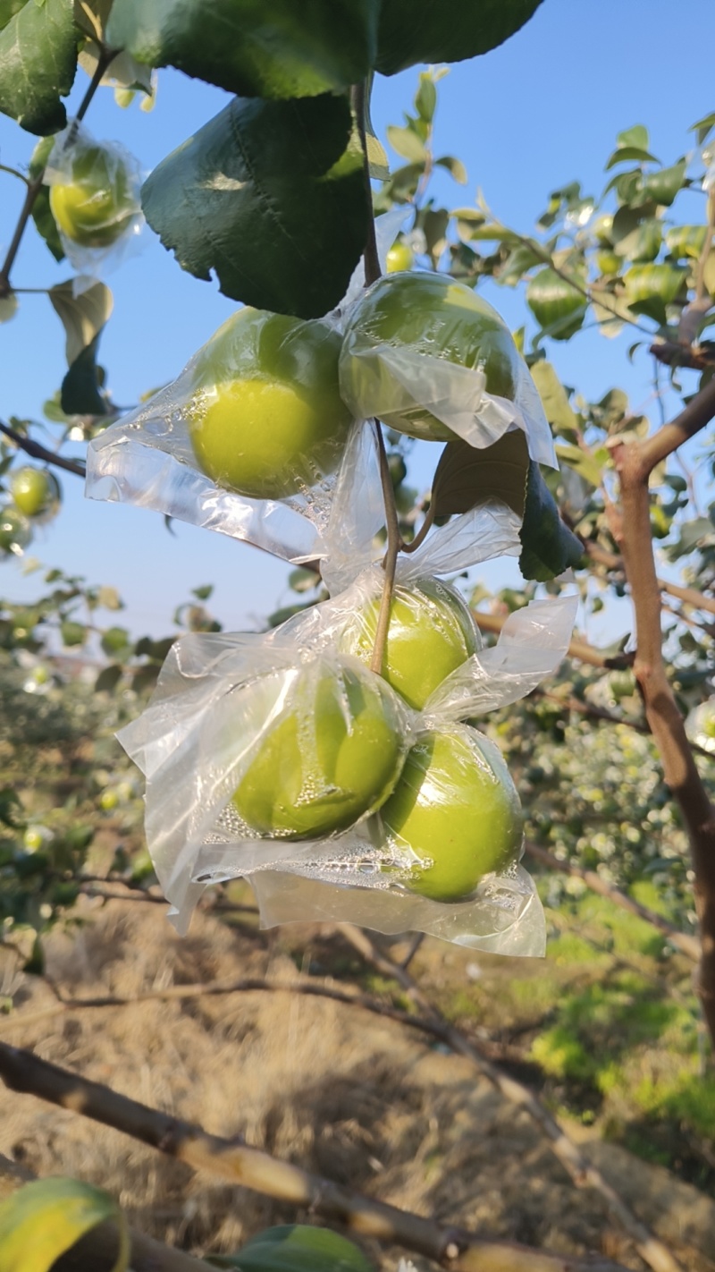 广西平南牛奶蜜丝青枣