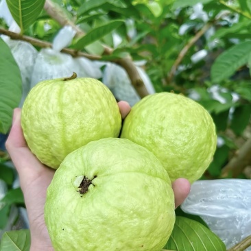 广东廉江红/白心芭乐