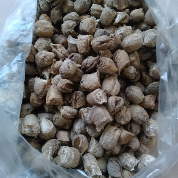 生桑螵蛸