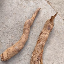 纯野生深山的乌药