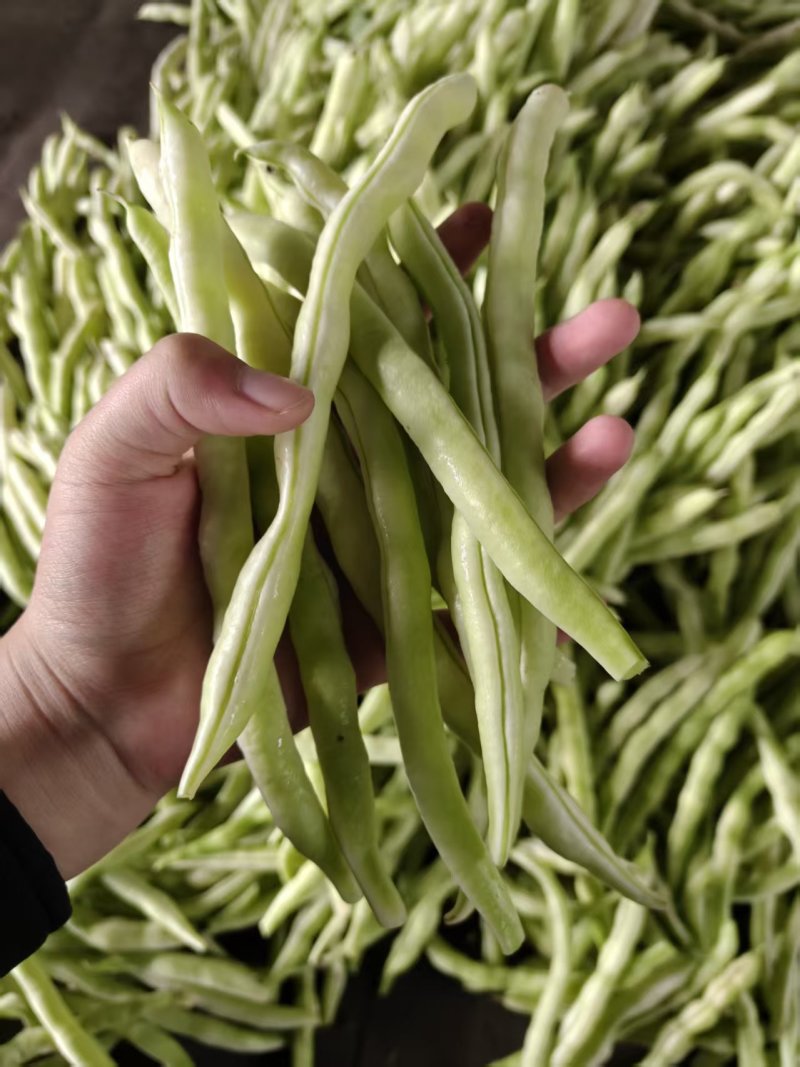 白芸豆