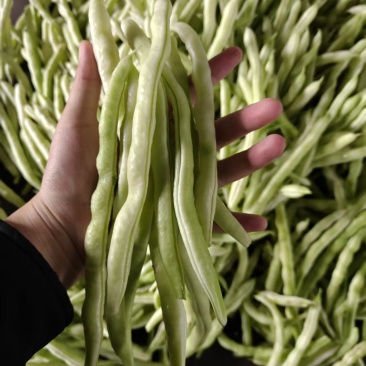白芸豆