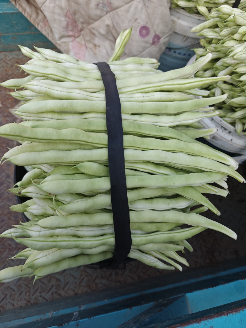 白芸豆