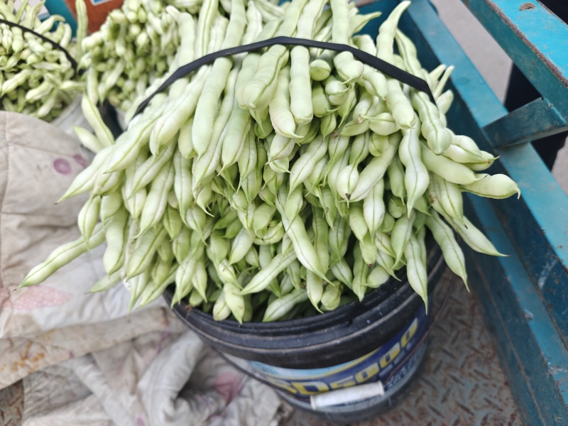 白芸豆