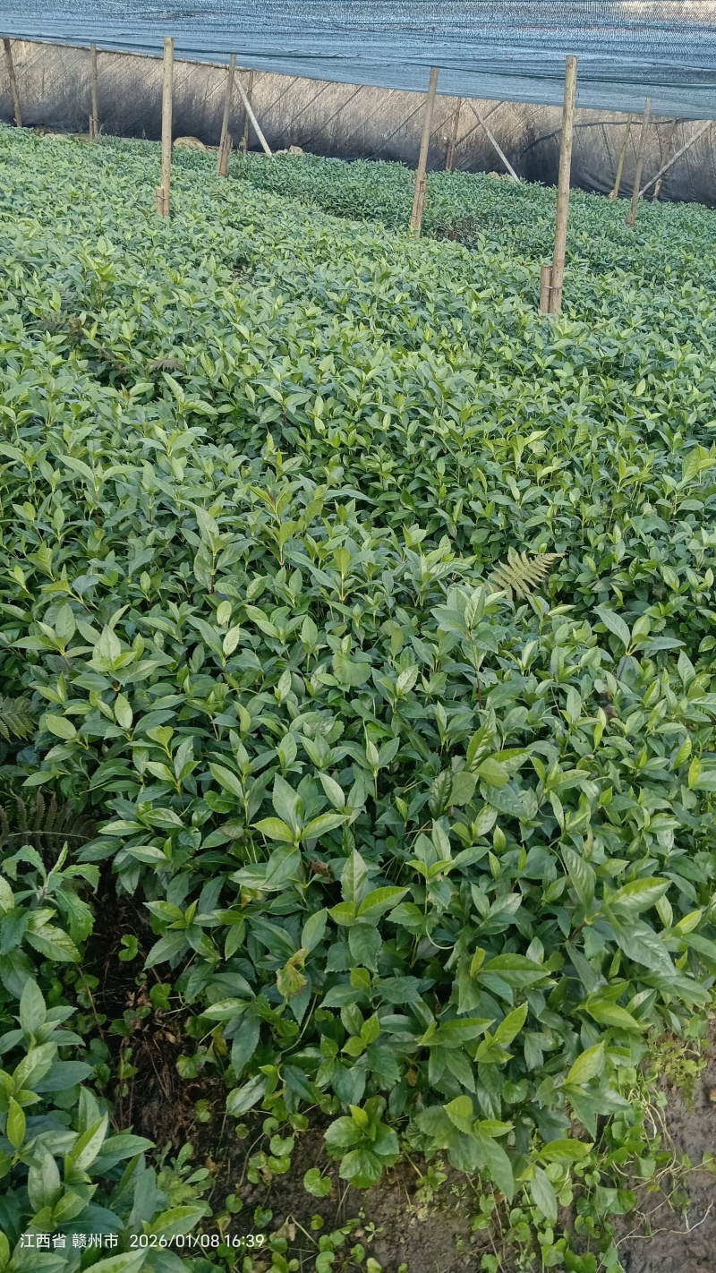 草珊瑚