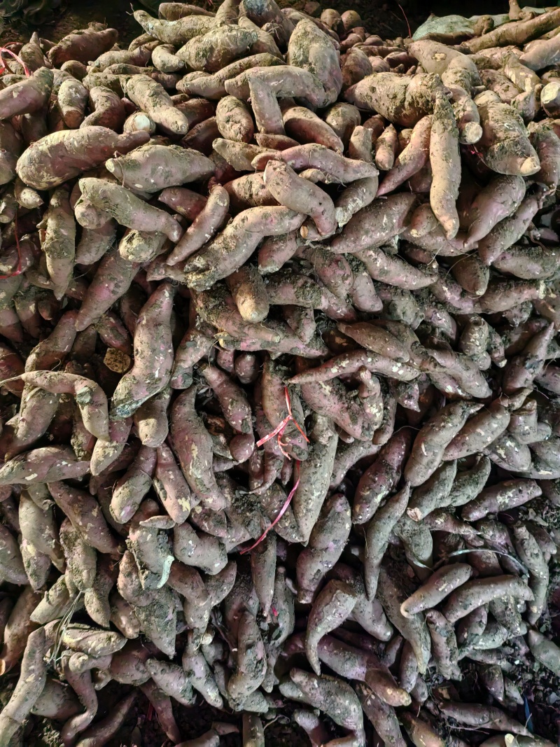 白心红薯，，西瓜红
