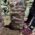 白心红薯，，西瓜红