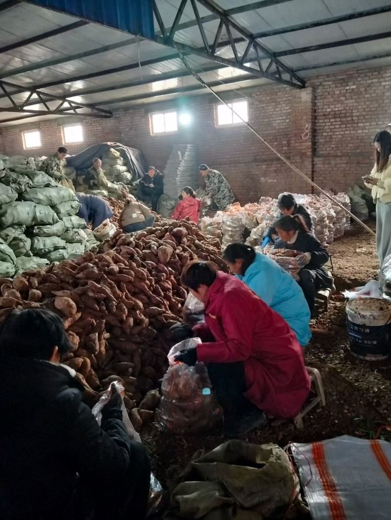 白心红薯，，西瓜红