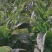 60公分莴笋，虎2，大量有货