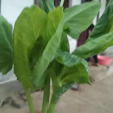 碗豆尖，泡沫箱，散装
