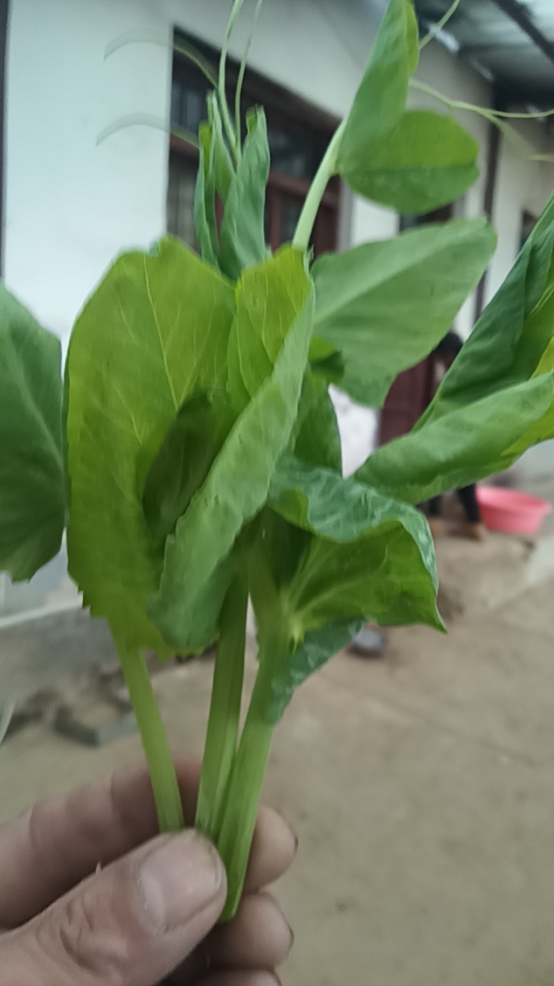 碗豆尖，泡沫箱，散装