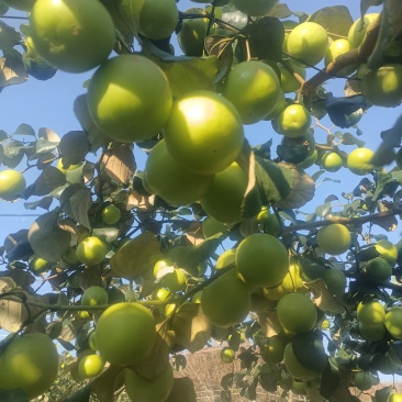 版纳苹果枣