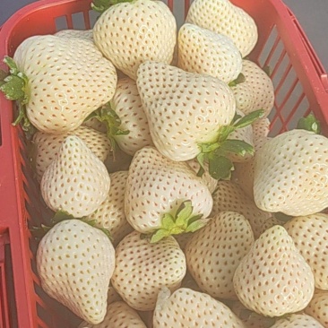 卖白草莓
