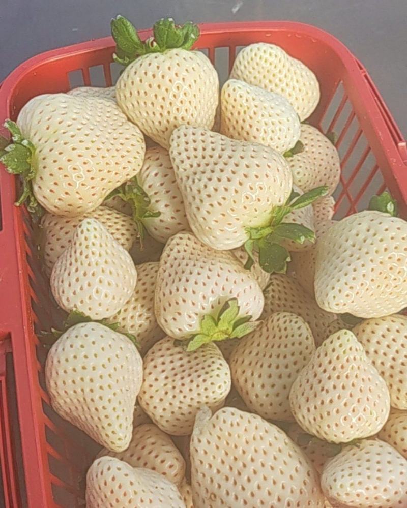 卖白草莓