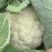 花菜