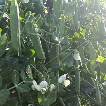 豌豆荚