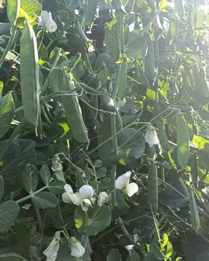 豌豆荚