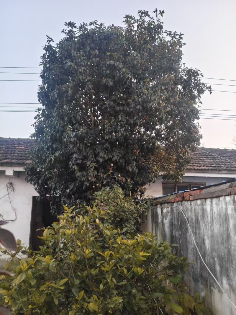 一棵桂花树，树龄在28年左右