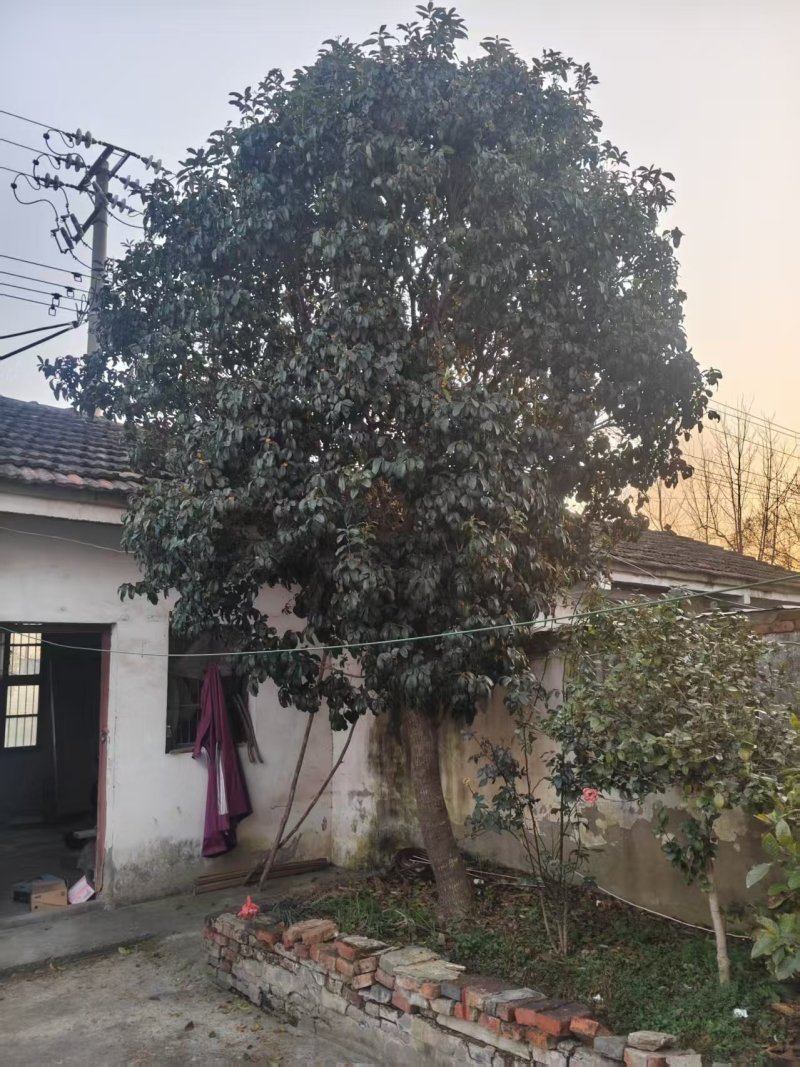 一棵桂花树，树龄在28年左右
