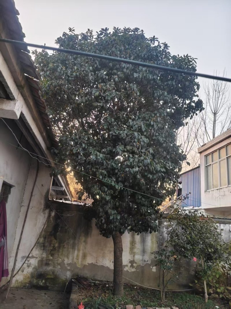 一棵桂花树，树龄在28年左右
