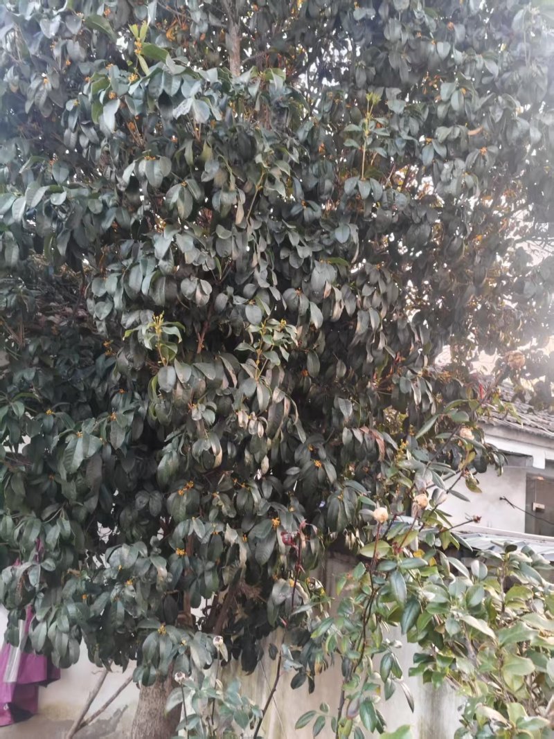 一棵桂花树，树龄在28年左右