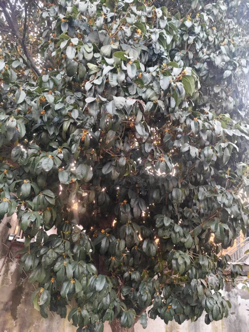 一棵桂花树，树龄在28年左右