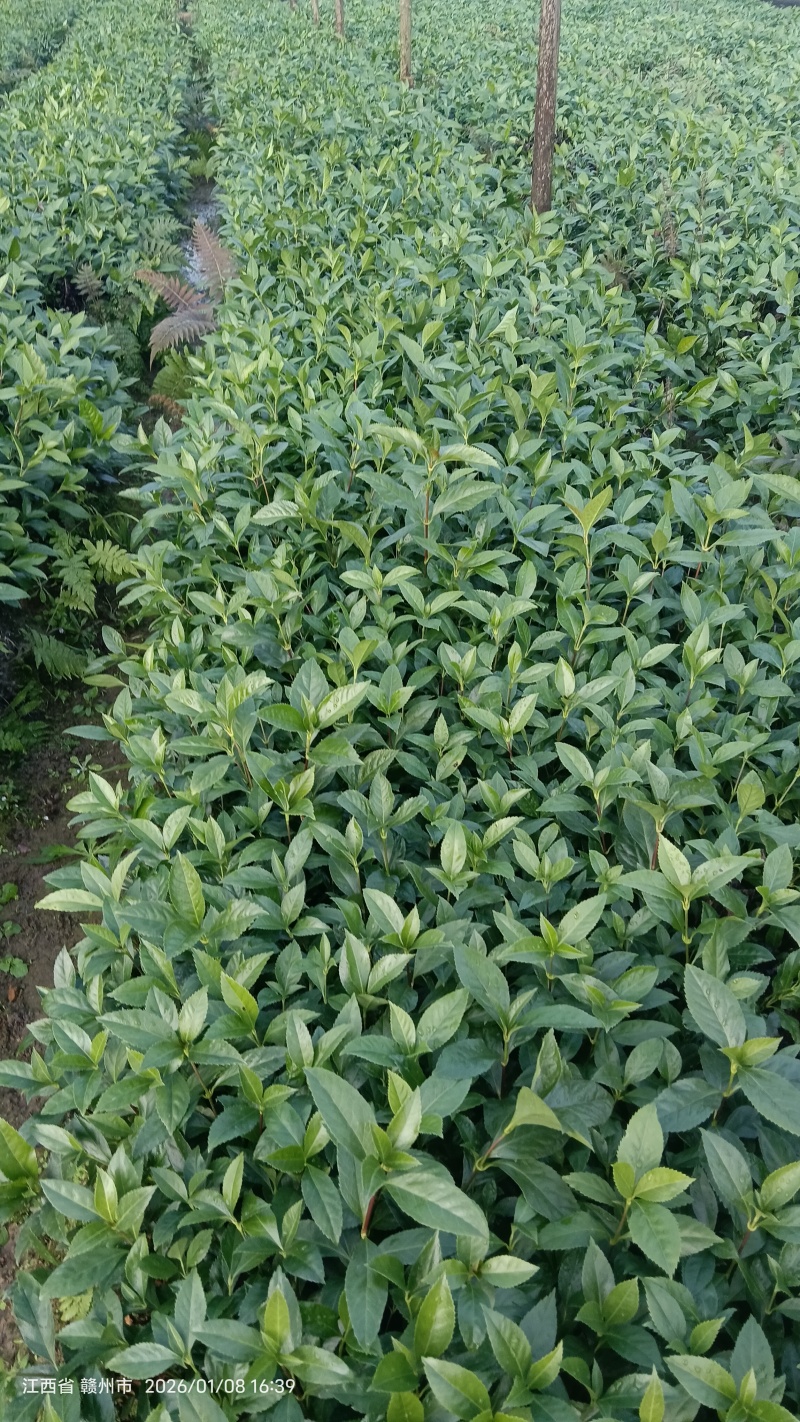 草珊瑚种苗欢迎实地考察