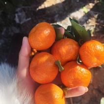 福安高山沙糖桔