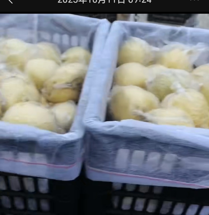 砀山酥梨规格