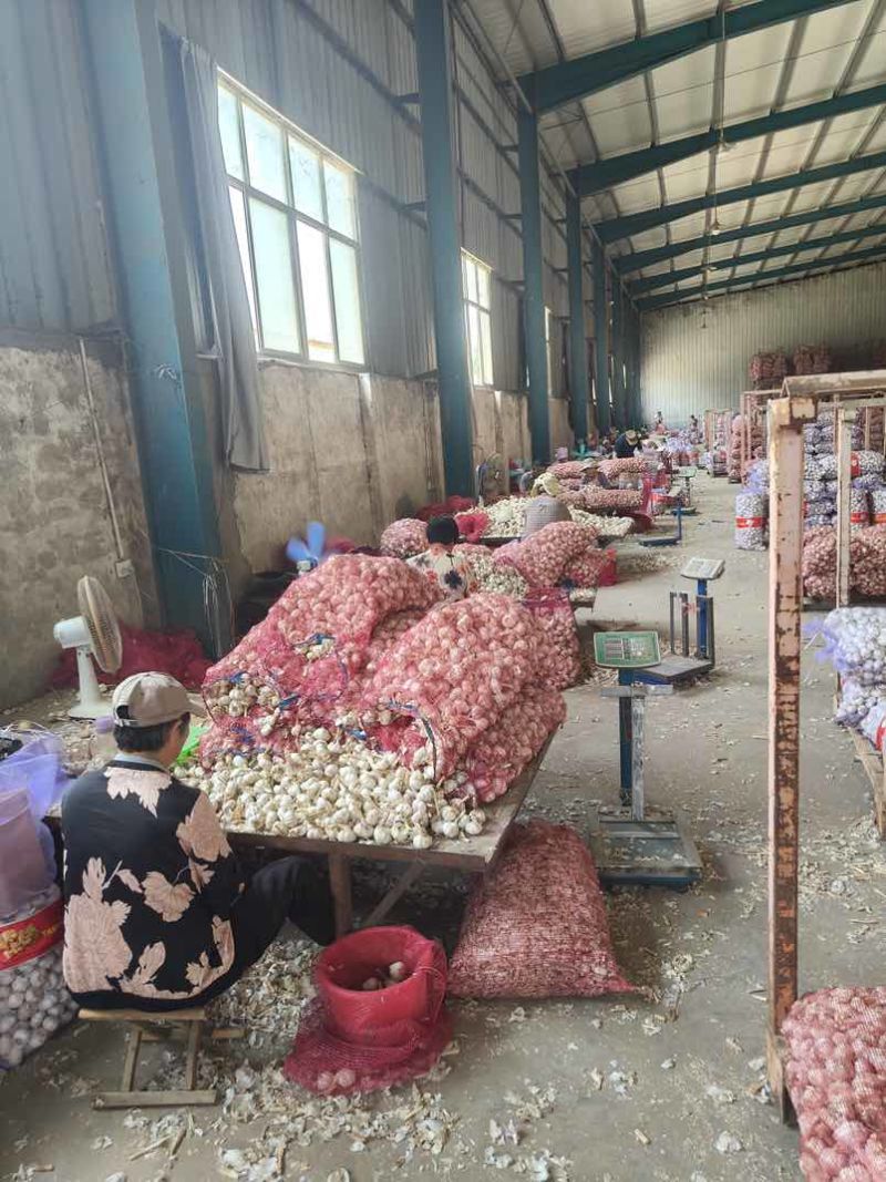 金乡大蒜产地直批，品质上乘，整车/散货均可接单，价格实惠