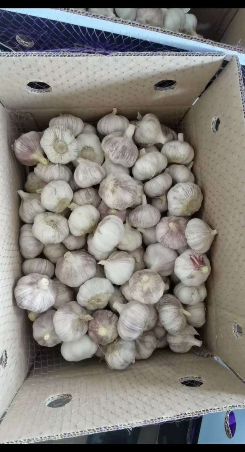 金乡大蒜产地直批，品质上乘，整车/散货均可接单，价格实惠