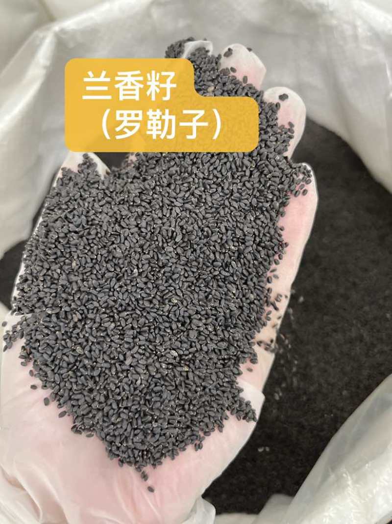批发兰香籽轻食代餐饱腹感兰香子罗勒籽长期批发量大价优西餐调料