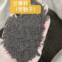 批发兰香籽轻食代餐饱腹感兰香子罗勒籽长期批发量大价优西餐调料