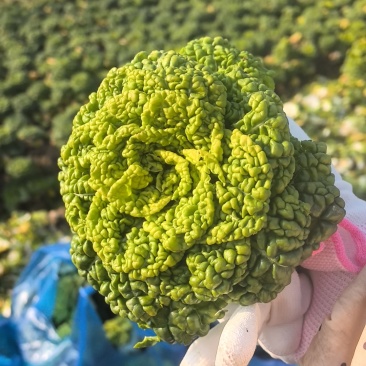 精品黄心乌，大棚菜，菊花心，