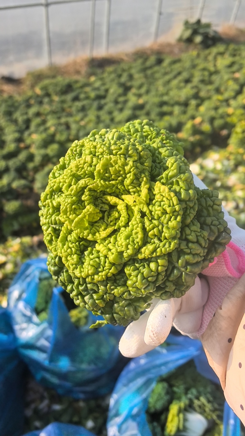 精品黄心乌，大棚菜，菊花心，