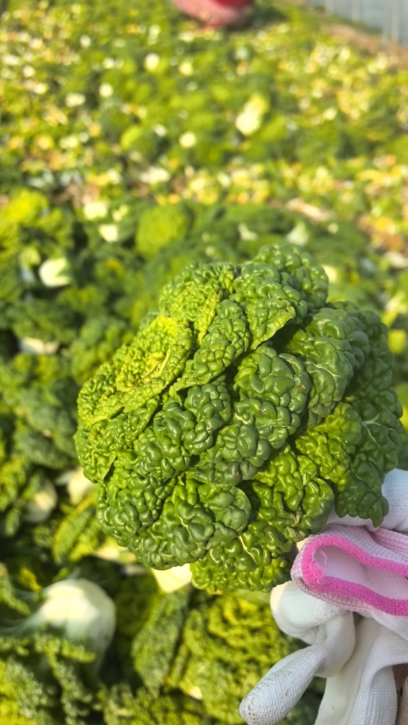 精品黄心乌，大棚菜，菊花心，