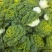 精品黄心乌，大棚菜，菊花心，