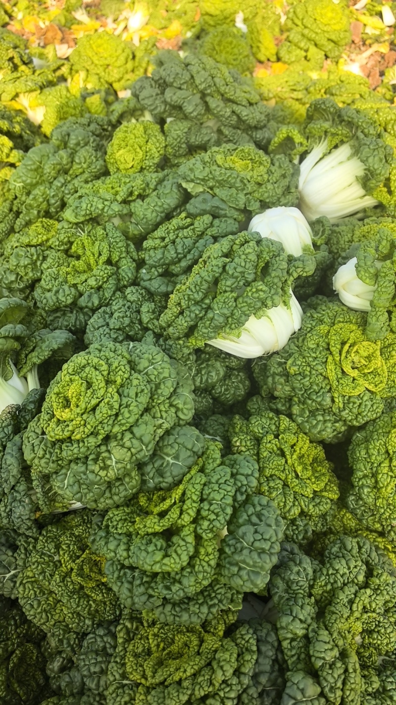 精品黄心乌，大棚菜，菊花心，