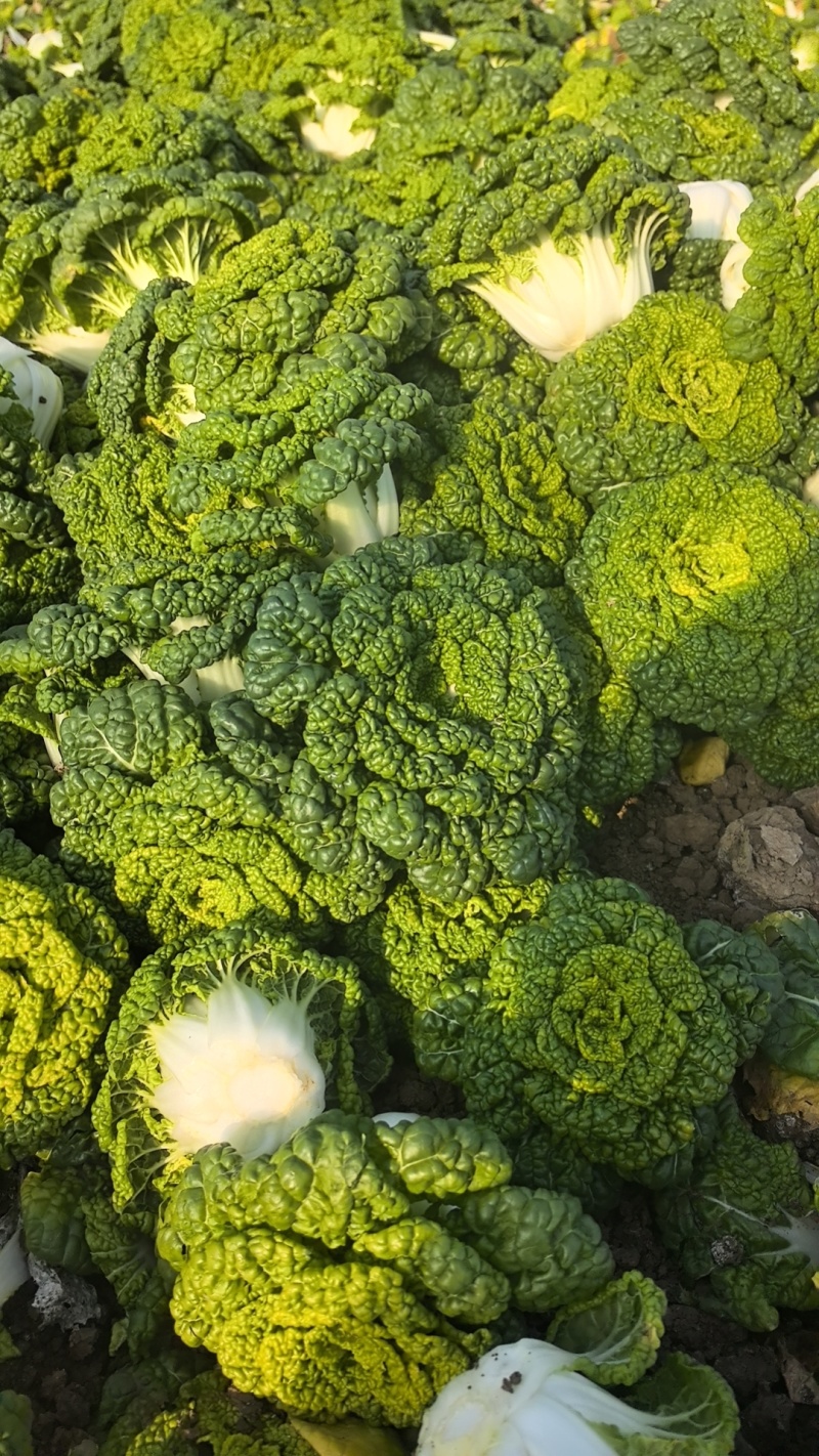 精品黄心乌，大棚菜，菊花心，