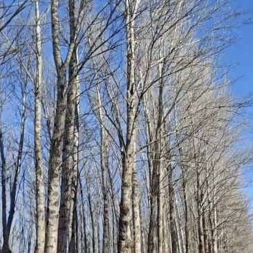 杨树，树高12-15米，平均胸径30cm