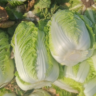 棚里大白菜3456承接各大商贩