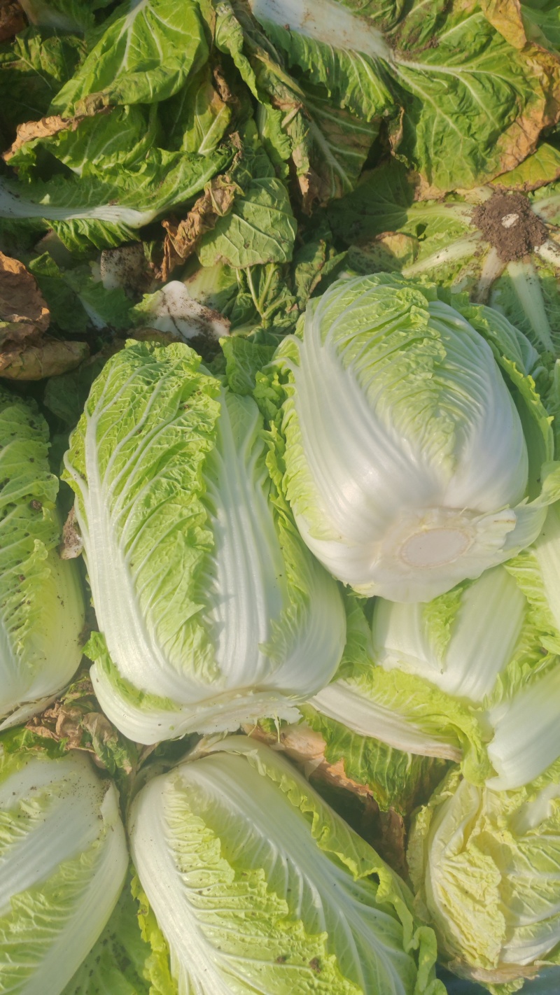 棚里大白菜3456承接各大商贩