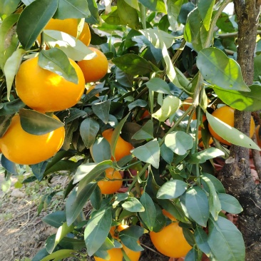 沃柑
