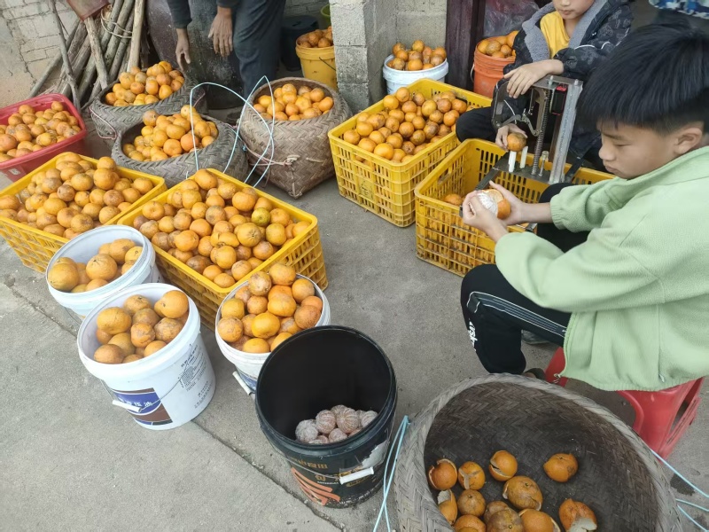 广西陈皮大红皮