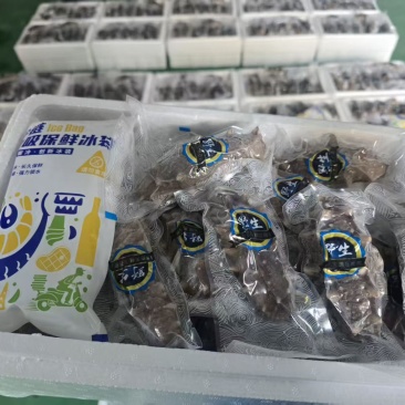 威海海参