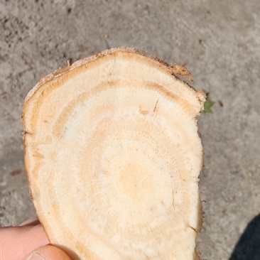 药材类葛根，野生，味微苦，细嚼回甘